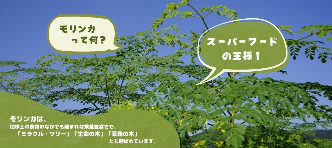 モリンガってなに？　スーパーフードの王様